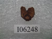 藏品(艾德蒙托龍牙齒切片)的圖片